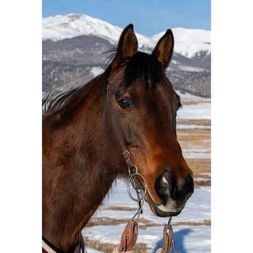 Hopkins, Cindy Miller 아티스트의 USA-Colorado-Westcliffe Music Meadows Ranch Bay ranch horse작품입니다.